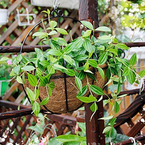 Home-organizer Tech Semicircular Hanging Planter Plants Hanging Basket