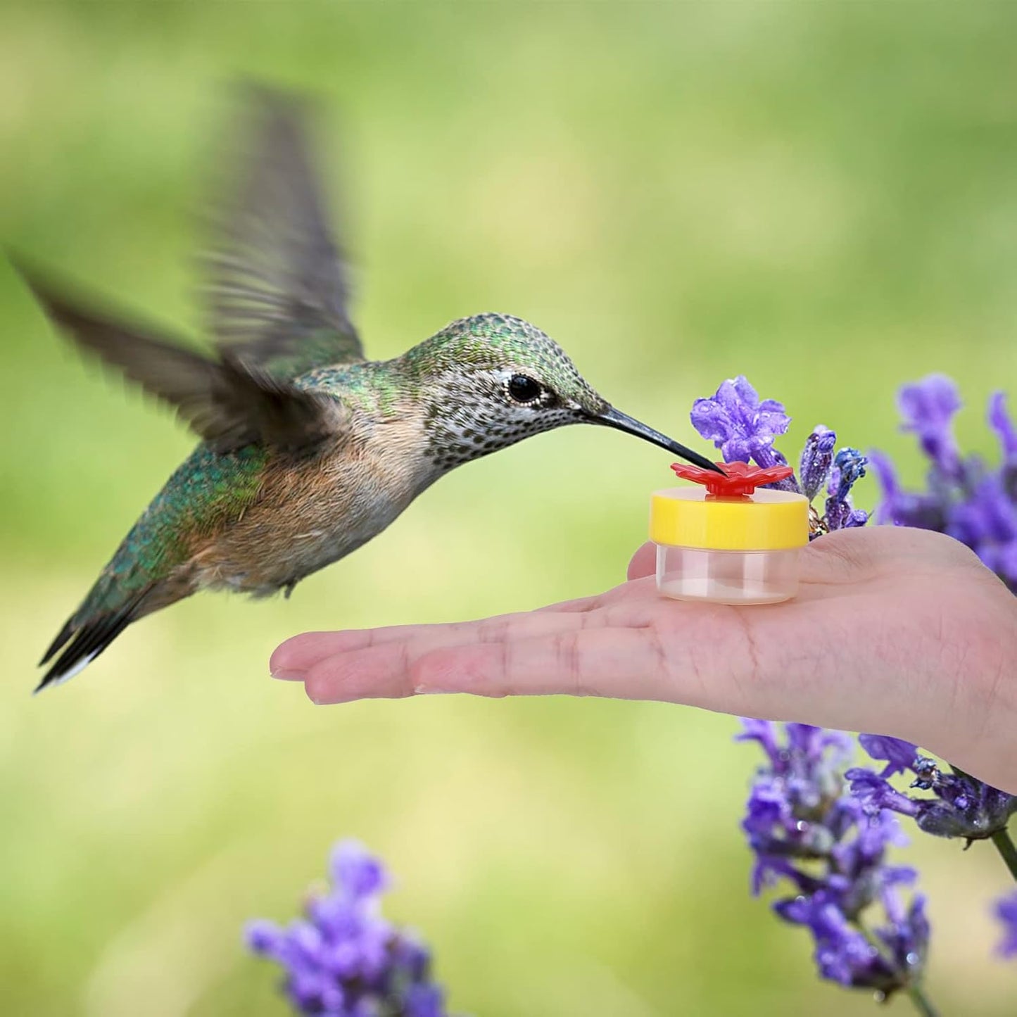 Hand Held Hummingbird Feeder, 4Pcs Hummingbird Hand Feeders with 4Pcs Cleaning Brushes Wild Bird Feeder for Window Outdoor