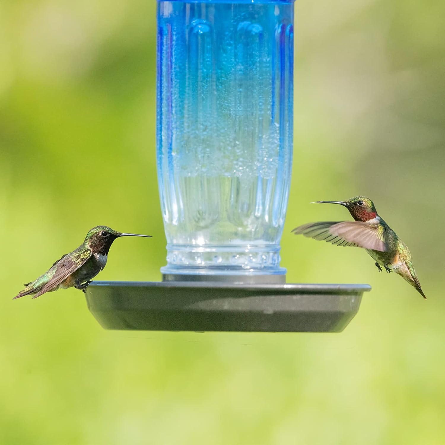Kingsyard Glass Bird Water Dispenser for Outdoor, 16 Oz, Bird Water Fe