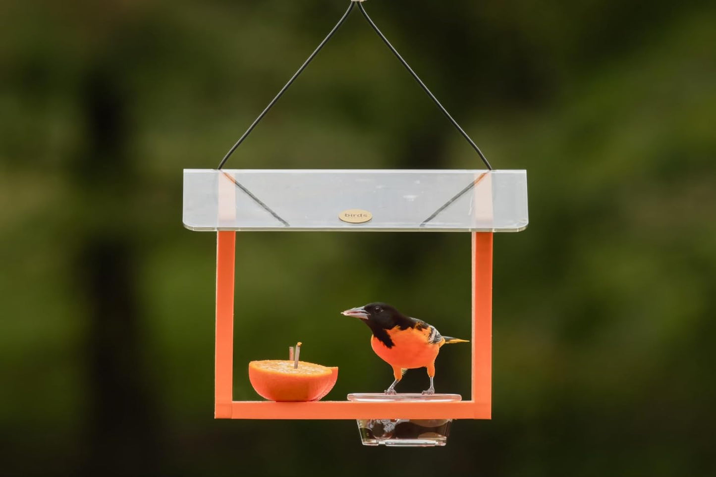 Birds Choice Oriole Bird Feeder | Hanging Bird Feeder for Jelly & Oran