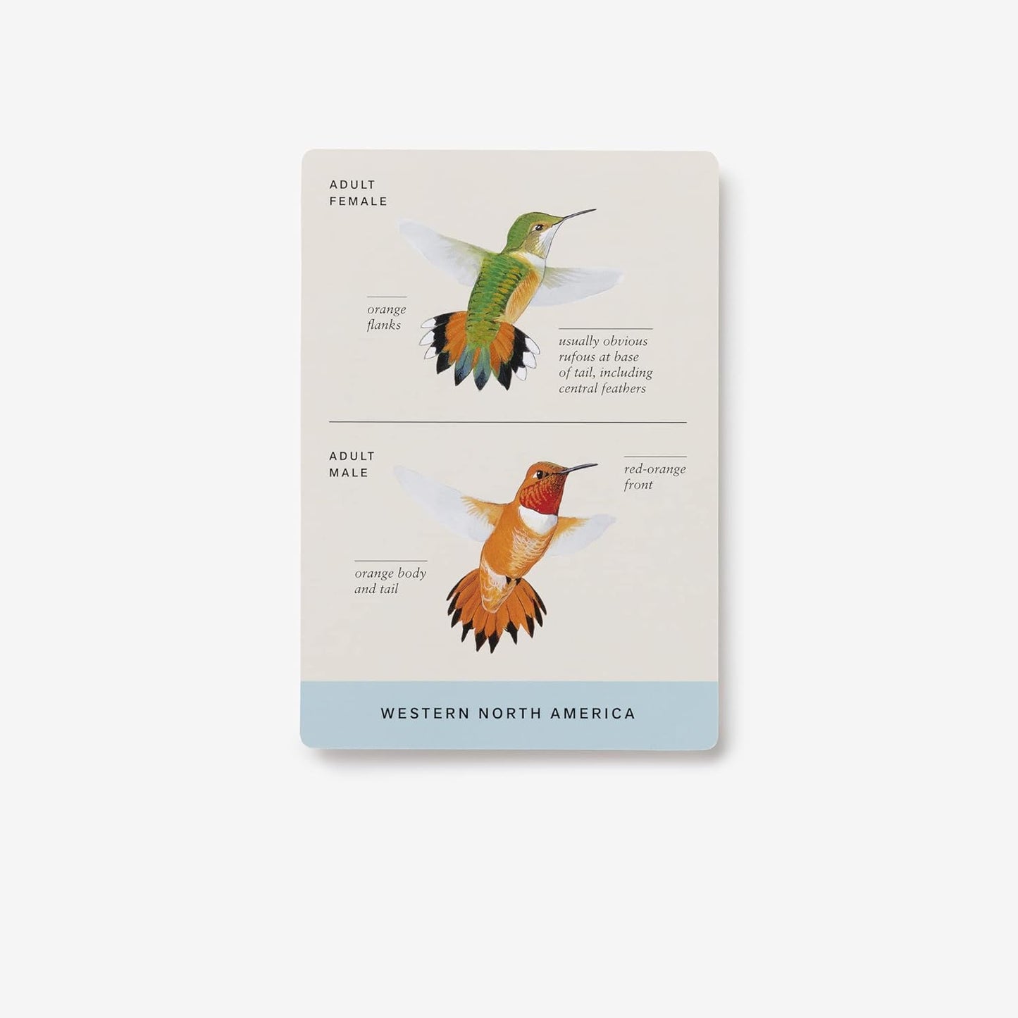 Sibley Backyard Birding Flashcards, Revised and Updated: 100 Common Birds of Eastern and Western North America (Sibley Birds)