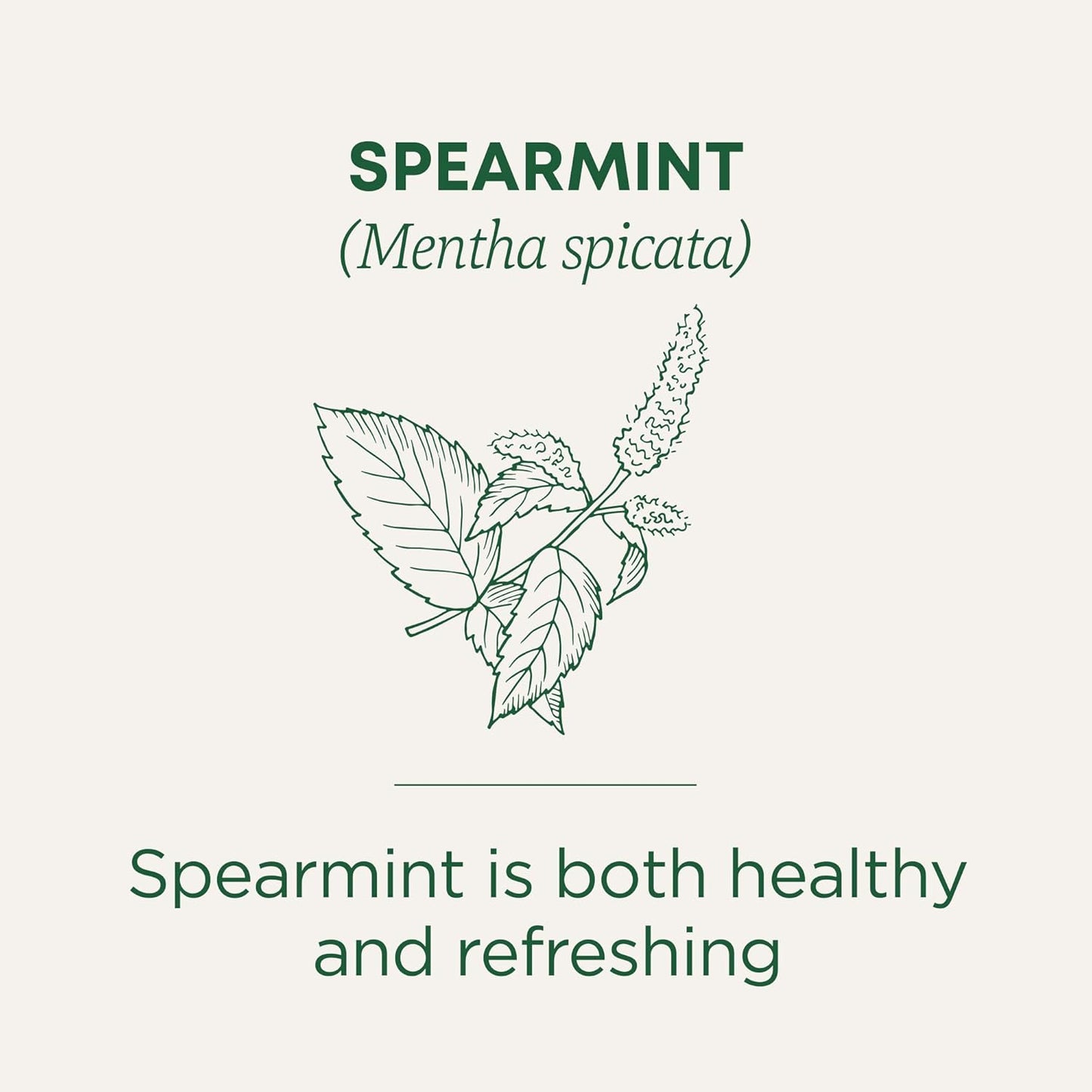 Traditional Medicinals Organic, Spearmint Tea - Supports Everyday Wellness, Healthy & Refreshing - Kosher, Non-GMO, Caffeine-Free, Compostable - 16 Tea Bags