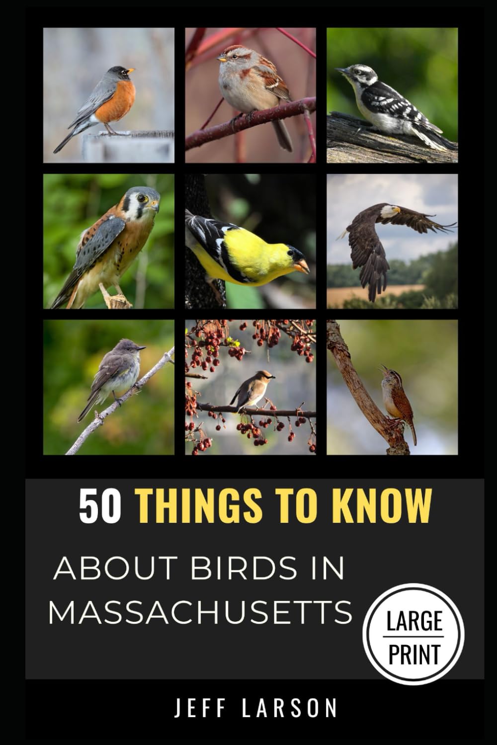50 Things to Know About Birds in Massachusetts Large Print: Birding in