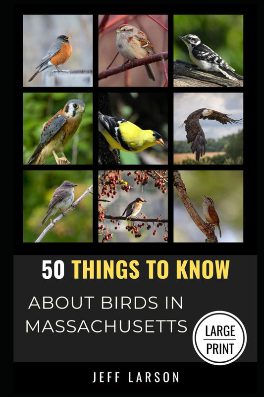 50 Things to Know About Birds in Massachusetts Large Print: Birding in