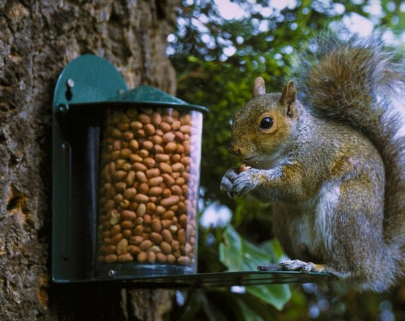 Green Metal Wild Squirrel Feeder - Garden Squirrel Feeding for Wildlif
