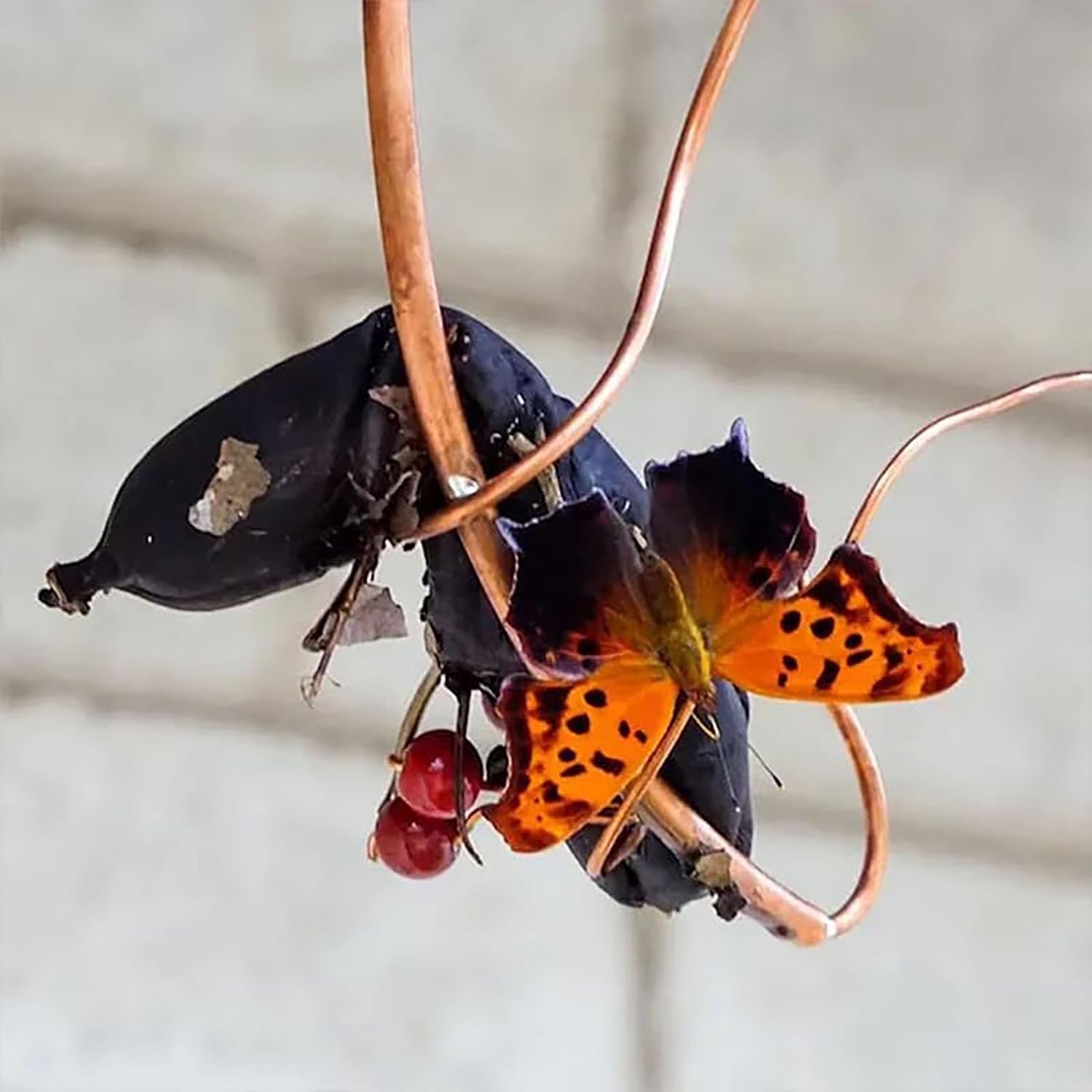 Generic Butterfly Banana Hammock, Butterfly Banana Feeder, Monarch But