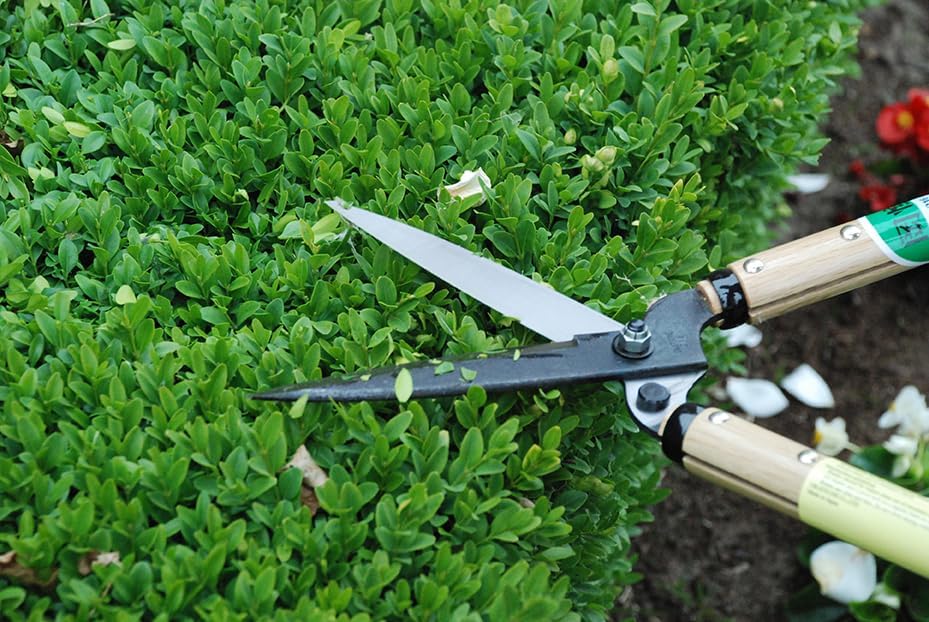 Okatsune Precision Hedge Shears 6" Blade, 20" total length