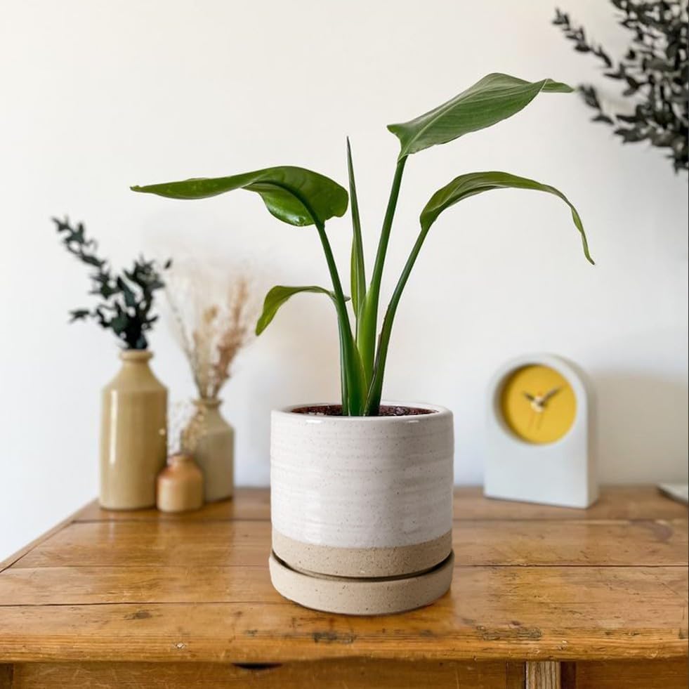 6 Inch Plant Pots, Ceramic Planter Pot with Drainage Hole & Saucer, In