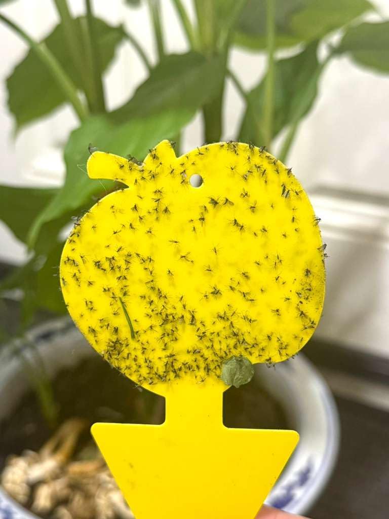 Fruit Fly Trap & Fungus Gnat Traps 40 Pack – Yellow Sticky Gnat Traps 