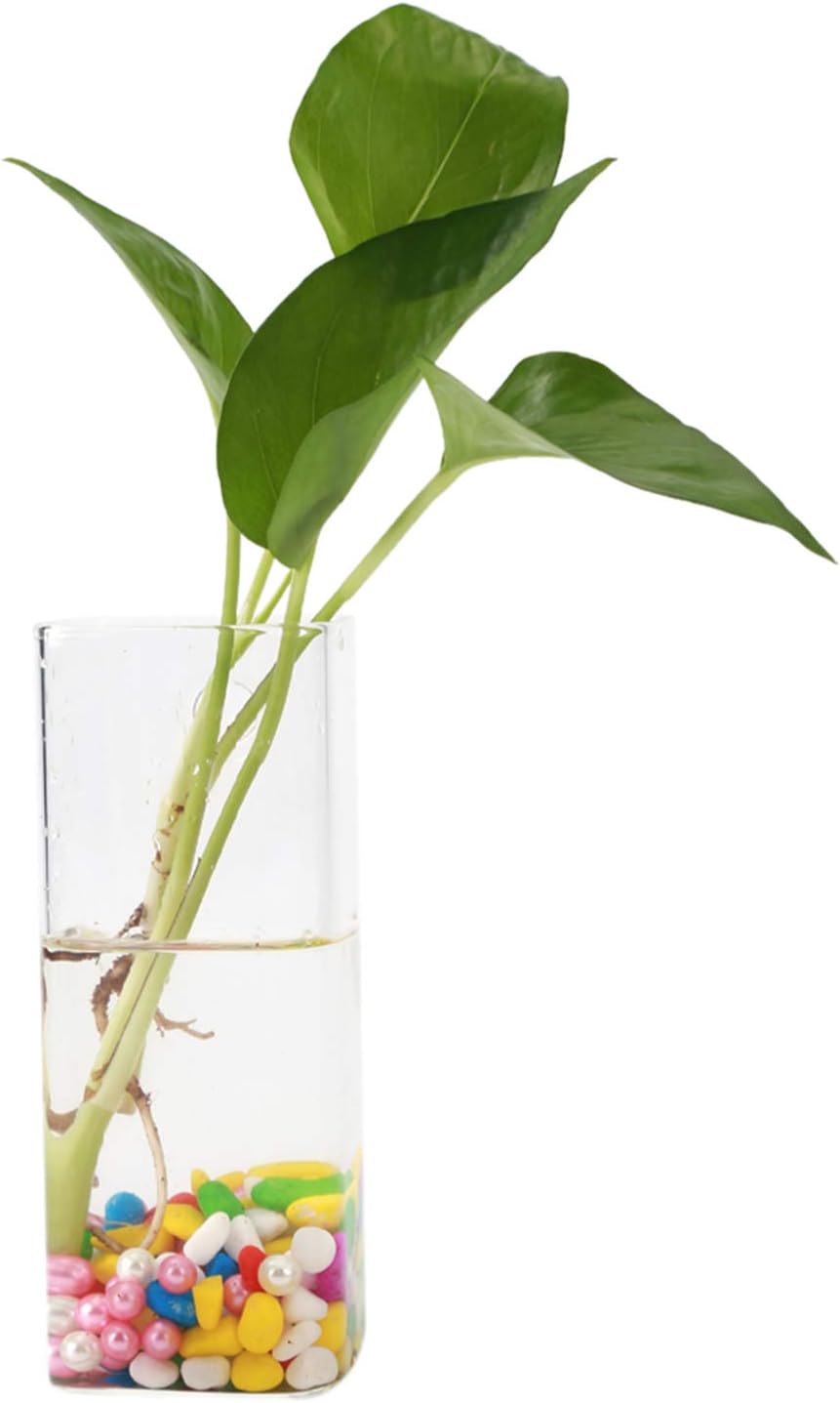 Hanging Glass Vase, Glass Vase for Plants and Flowers, Flower Planter Wall Hydroponic Aquarium Container Home Decor (Long Tube Shape)