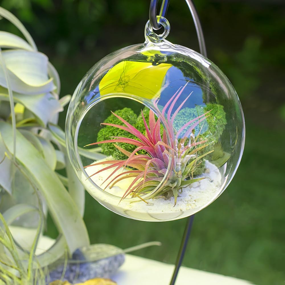 Air Plant Terrarium Kit with Stand, Hanging Glass VaseTerrarium Globe with Metal Ornament Display Stand Tabletop Glass Terrarium for Air Plants Succulent Planters Small Plants