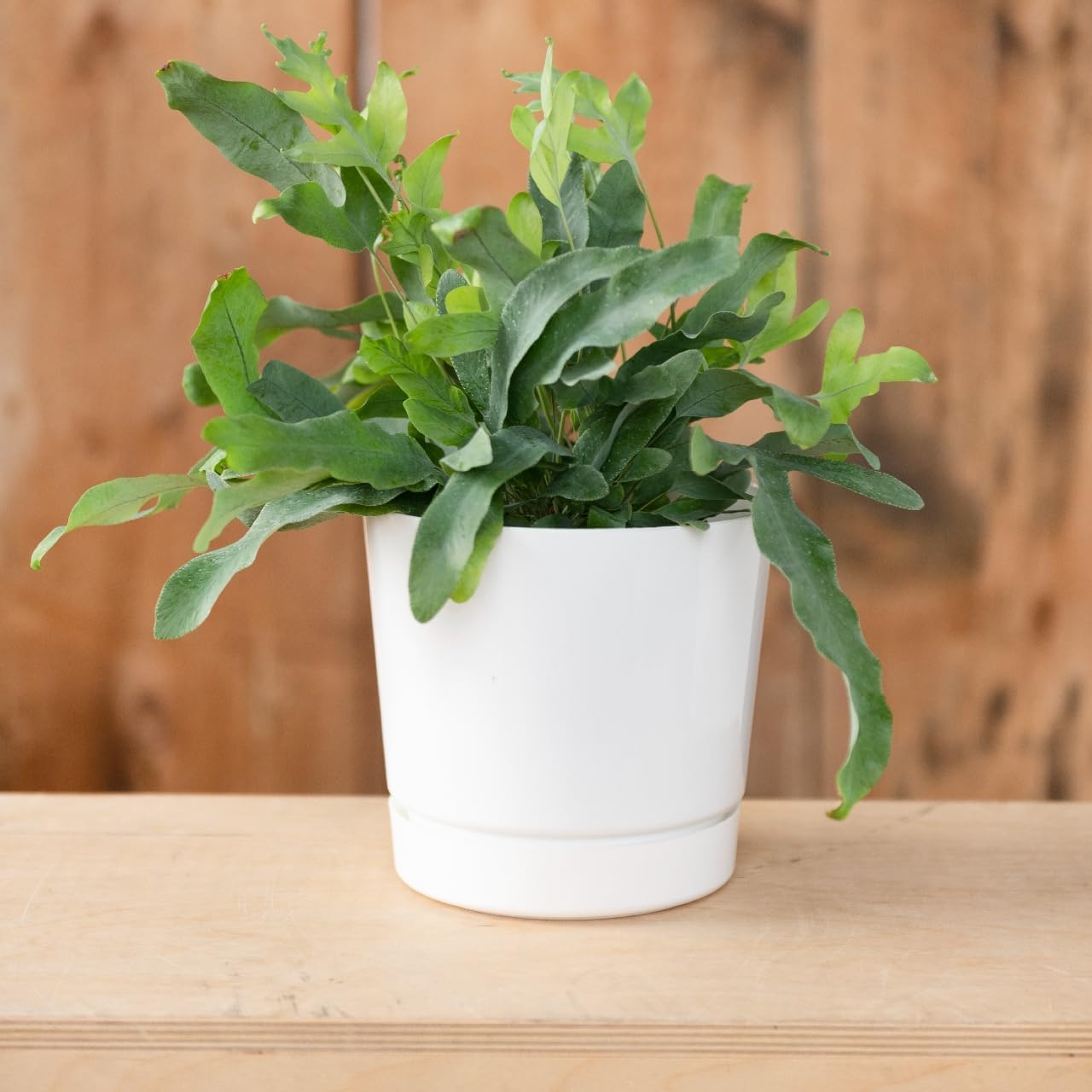 Novelty Majestic Full Depth Cylinder Pot, Glossy White, 12-Inch (10122