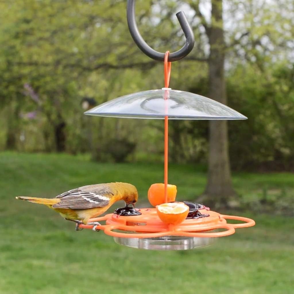 Nature's Way OFP1 All-in-One Oriole Buffet Bird Feeder, Orange
