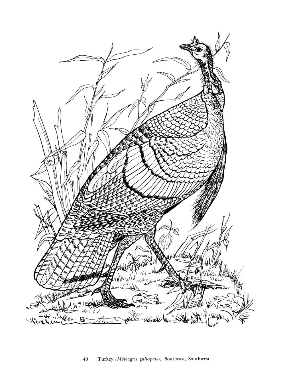 Audubon's Birds of America Coloring Book