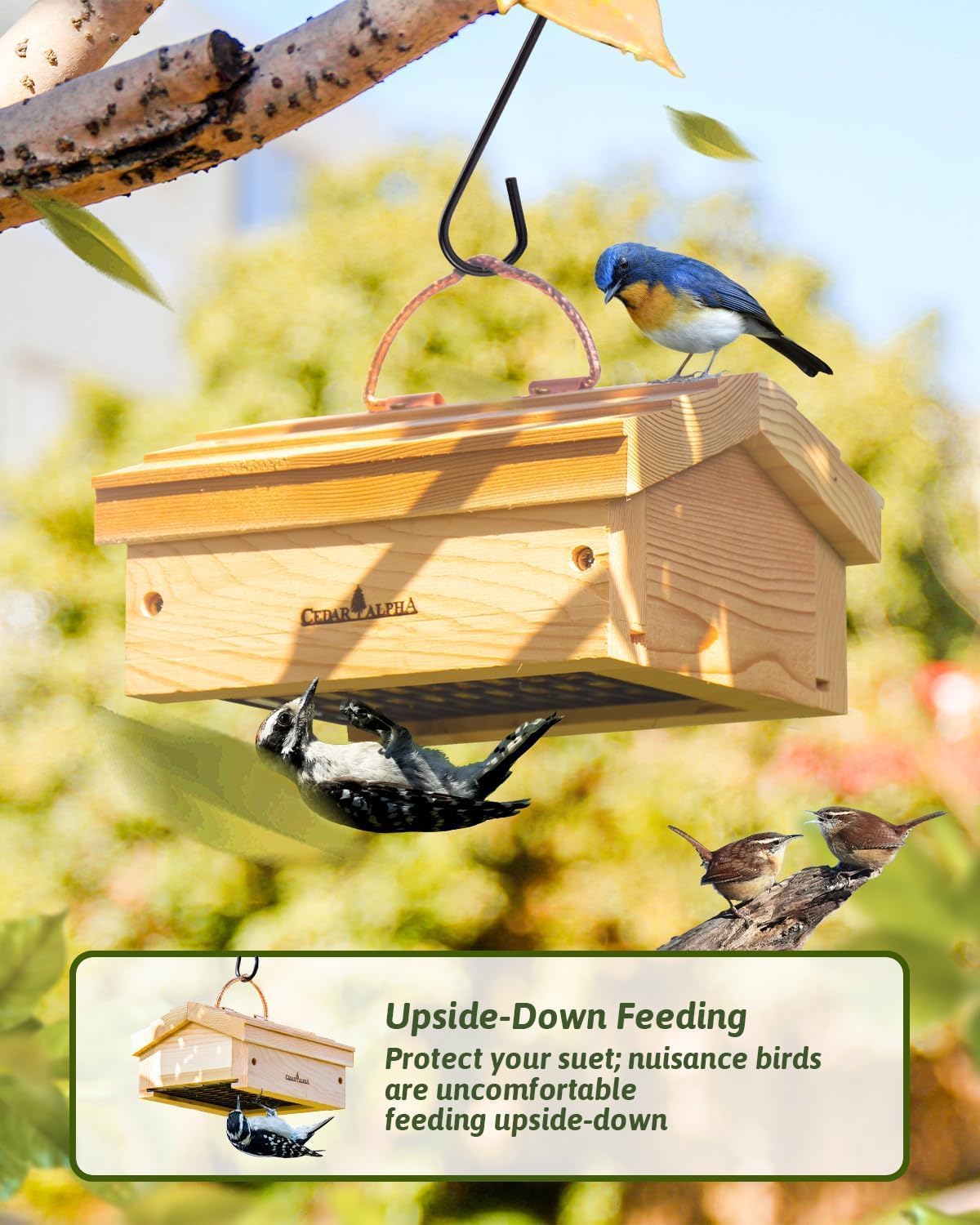 Upside Down Suet Feeder + Large Tree Hanger - Wild Bird Feeder with Ra
