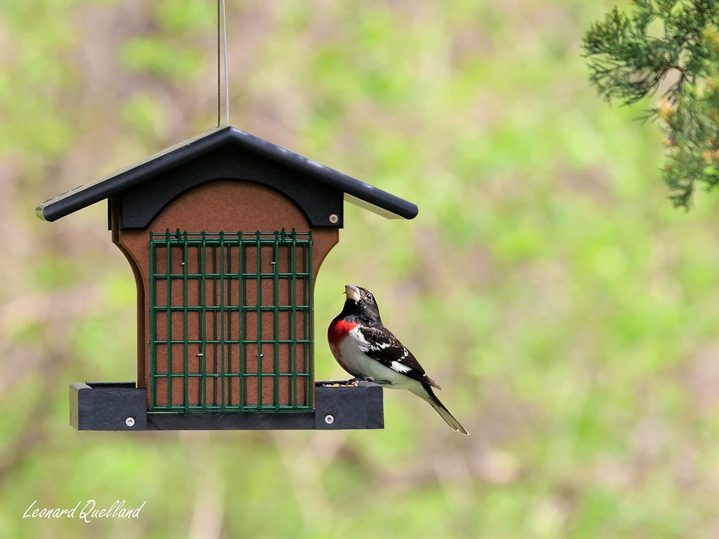 AmishToyBox.com Deluxe Bird Feeder with Suet Holders, Made with Eco-Friendly Poly Lumber (Black/Cedar)