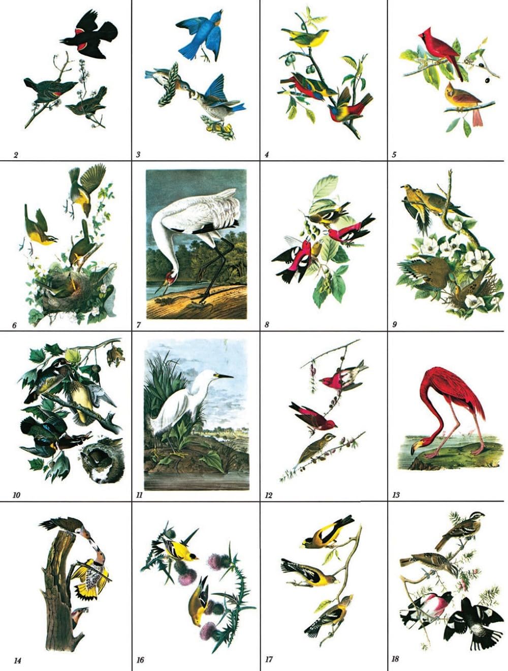 Audubon's Birds of America Coloring Book