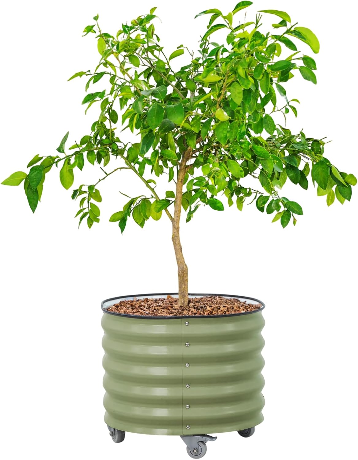 Rolling Metal Citrus Tree Planter Pot, 24″ Round Planter Box for Porch