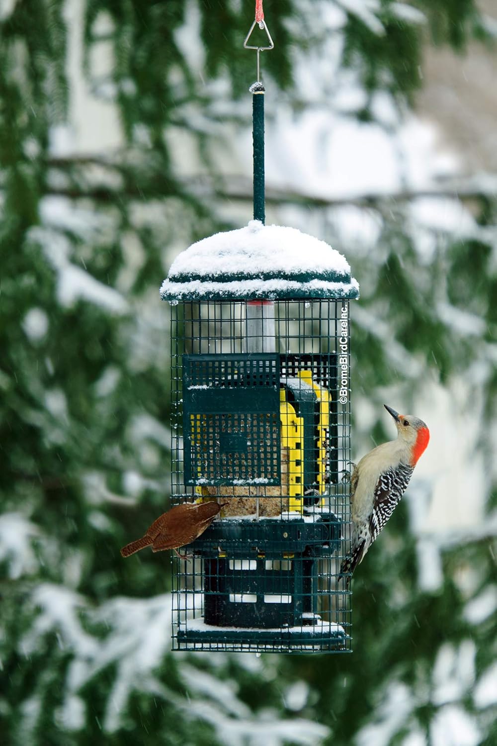 Squirrel Buster Suet Squirrel-Proof Suet Bird Feeder with Two Suet Cake Trays, Two Crumb Ports, Mess-Free Suet Loading, Durable Green Design for Clinging Birds