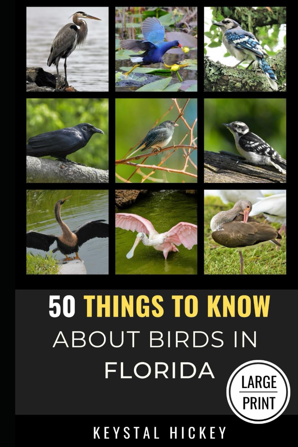 50 Things to Know About Birds in Florida: Birding in the Sunshine State (50 Things to Know About Birds and Birdwatching: Birdwatching guides, bird identification tips, and regional bird books)
