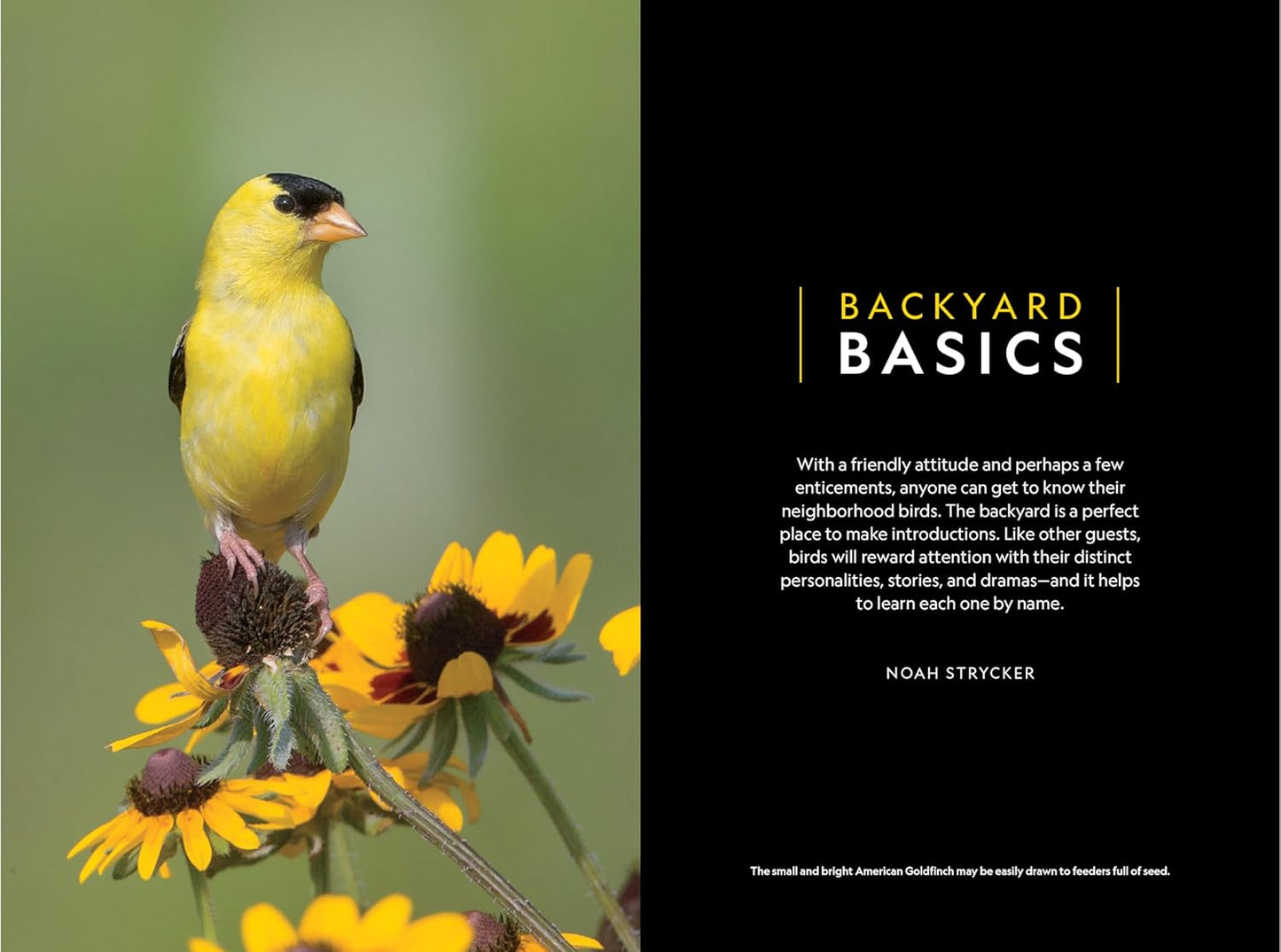 National Geographic Backyard Guide to the Birds of North America, 2nd Edition