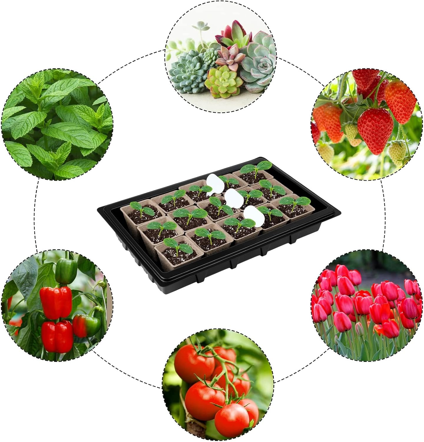 Aodaer 193 Pack Seed Starter Kit Including Seed Starter Tray Peat Pots