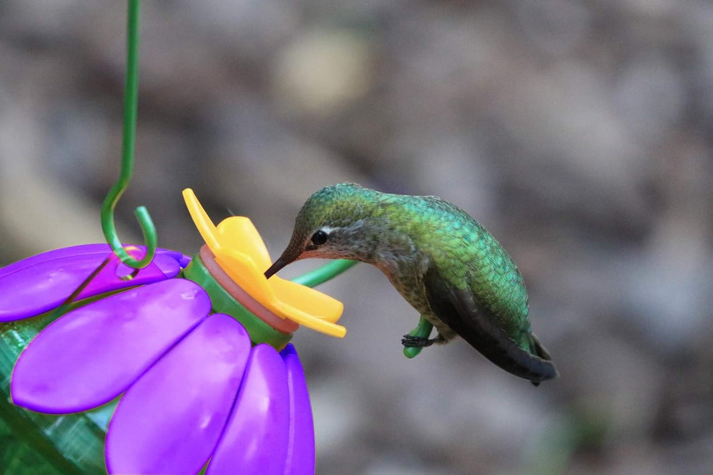 Nature's Way 066467 Sfhf2 So Real Single Flower Hummingbird Feeder, Purple (Pack of 2)