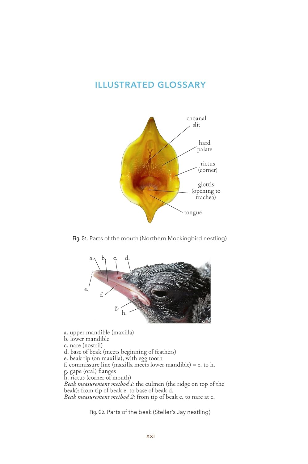 Baby Bird Identification: A North American Guide