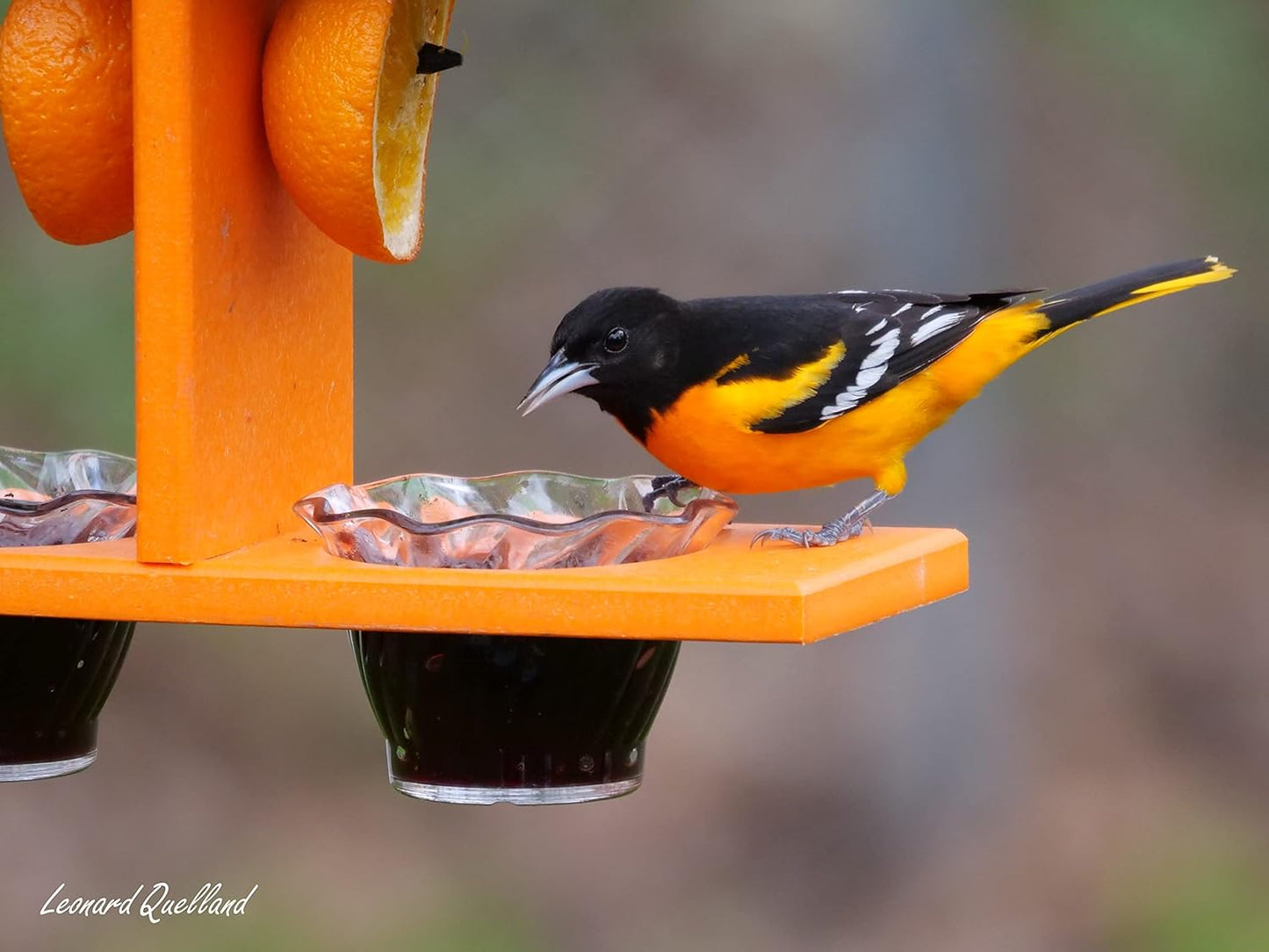 AmishToyBox.com Oriole Bird Feeder, Double-Cup Jelly Oriole Feeder with Pegs for Orange Halves (Black/Orange)