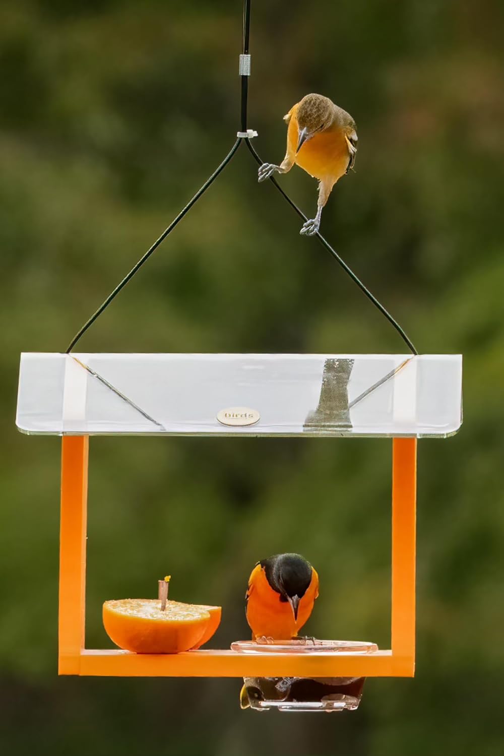 Birds Choice Oriole Bird Feeder | Hanging Bird Feeder for Jelly & Oran