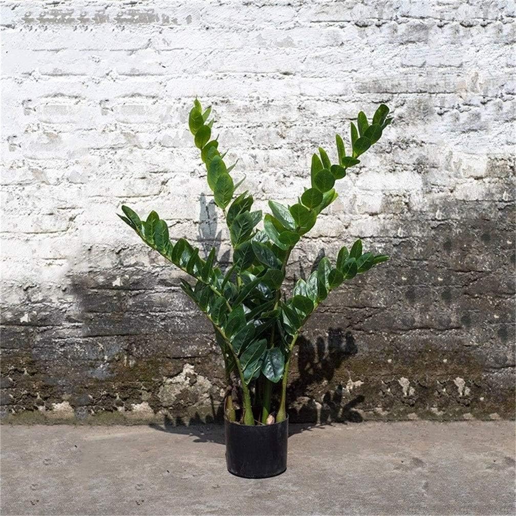 Home Fake Flower Pot Landscape Simple Garden Artificial Money Tree Green Potted Plant Indoor and Outdoor Decoration 60X85cm