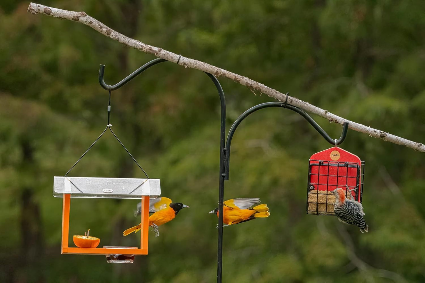 Birds Choice Oriole Bird Feeder | Hanging Bird Feeder for Jelly & Orange Halves | Includes Cup & Fruit Pegs | Recycled Plastic | Sturdy for Garden, Backyard, & Outdoor | 3/4 Cup Capacity, Orange