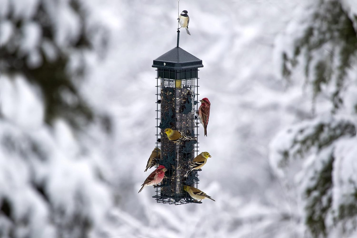 Squirrel Solution200 Squirrel-Proof Bird Feeder w/6 Feeding Ports, 3.4