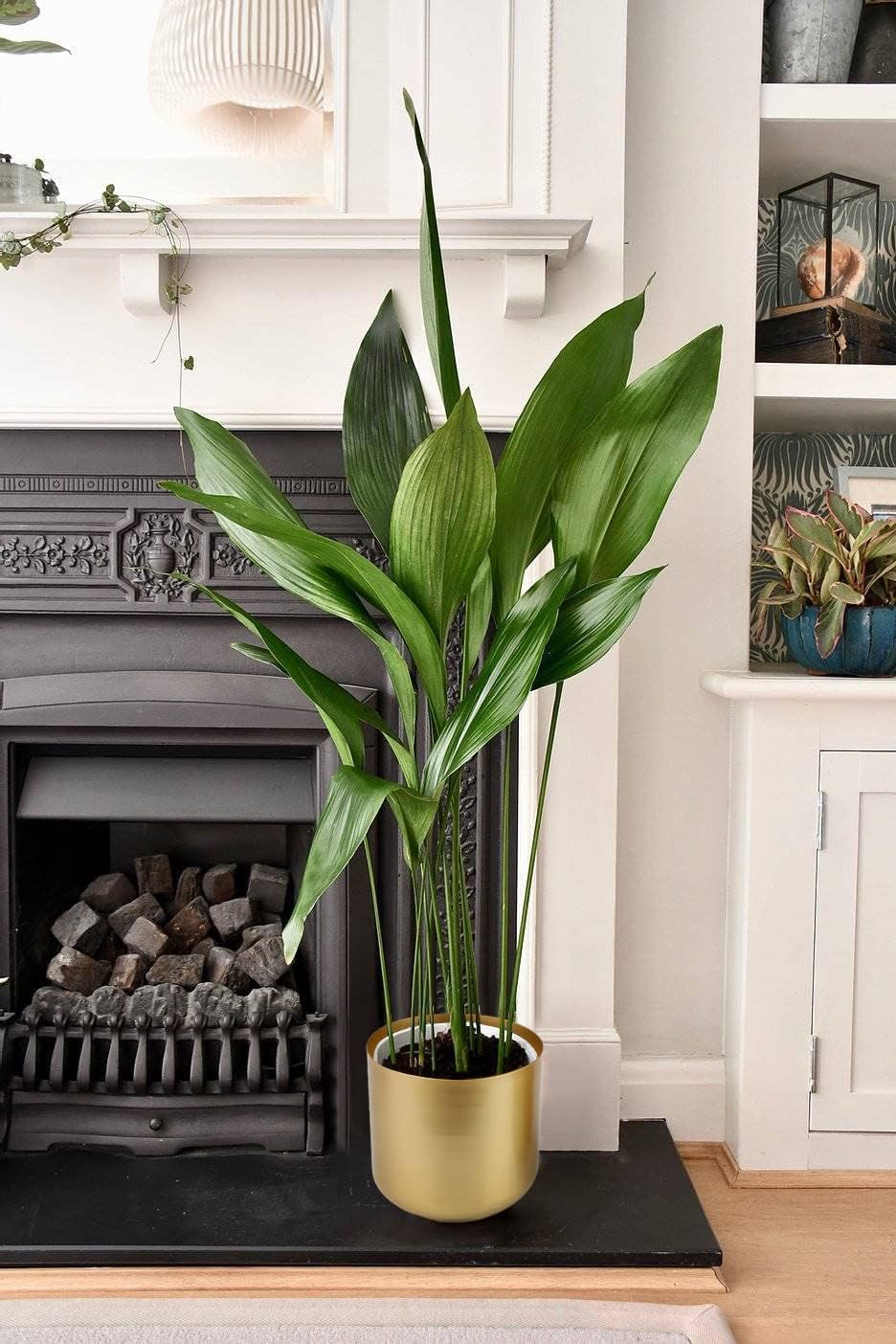 Vixdonos Large Gold Planters Metal Aloe Brass-Tone Plant Pots Indoor Decorative Flower Pots with Drain Holes(8+7.1Inch)
