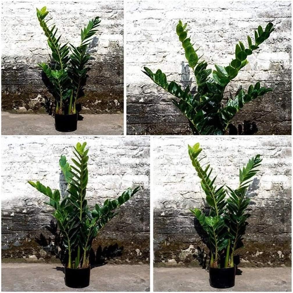 Home Fake Flower Pot Landscape Simple Garden Artificial Money Tree Green Potted Plant Indoor and Outdoor Decoration 60X85cm