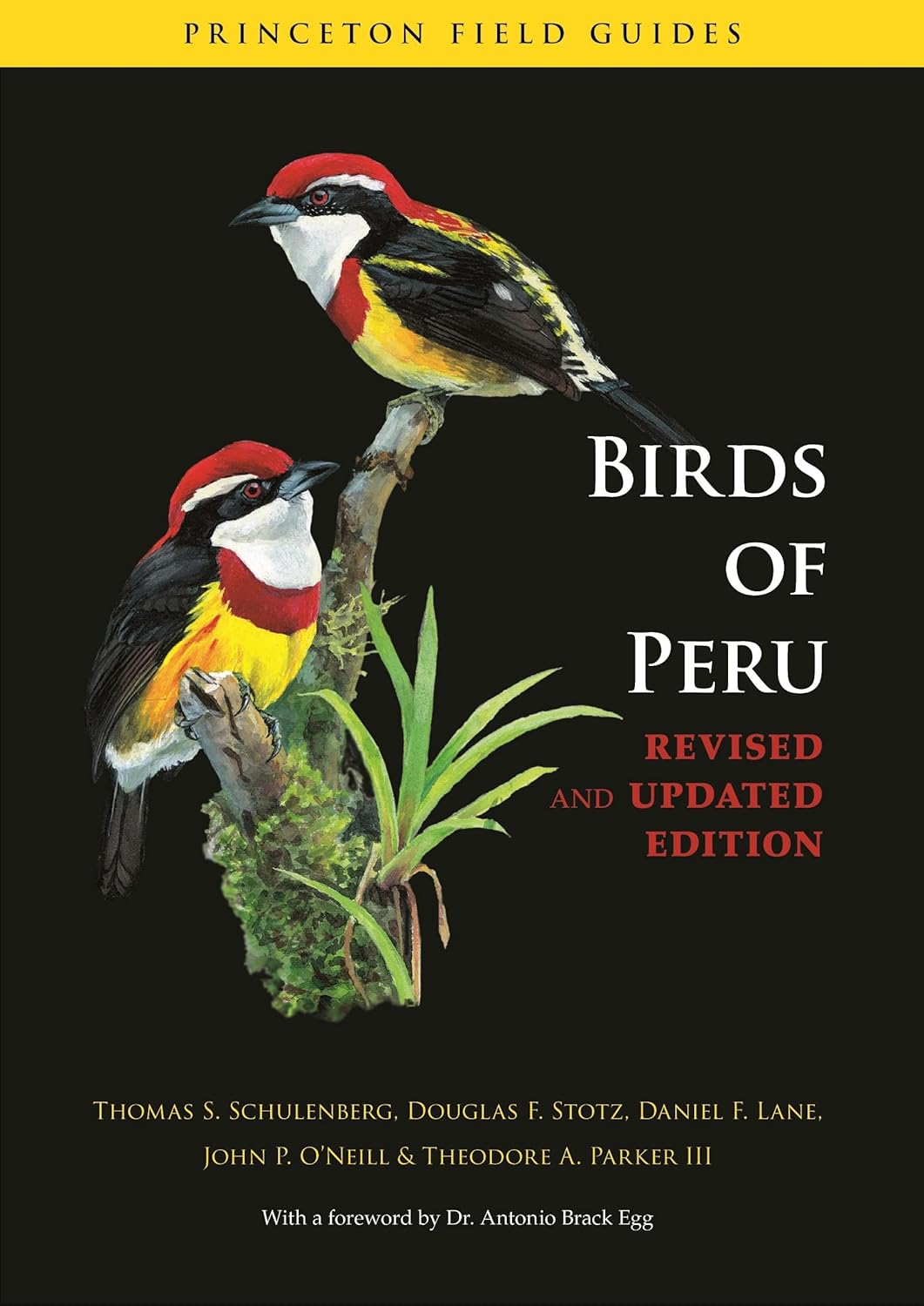 Birds of Peru: Revised and Updated Edition (Princeton Field Guides)