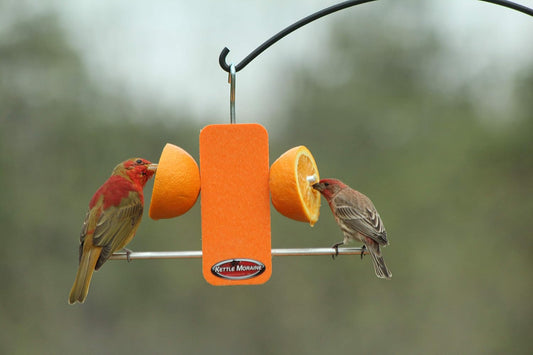 Kettle Moraine Recycled Single Oriole Orange Fruit Stick Feeder