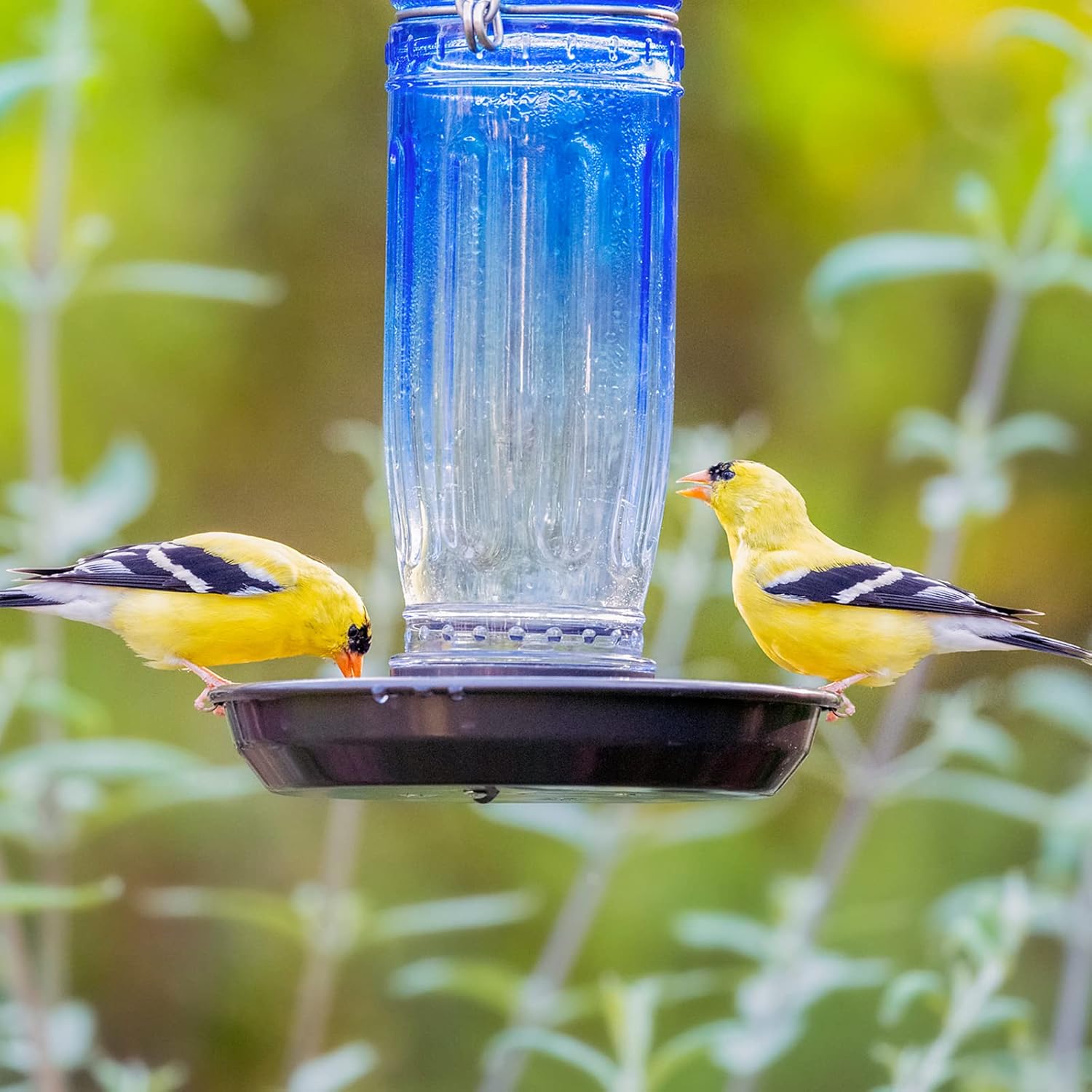 Kingsyard Glass Bird Water Dispenser for Outdoor, 16 Oz, Bird Water Fe