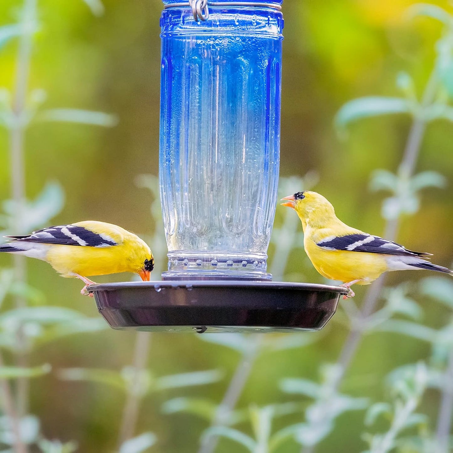 Kingsyard Glass Bird Water Dispenser for Outdoor, 16 Oz, Bird Water Feeder with Metal Hanging for Garden Yard Fence Decoration Hummingbird Cardinal Bluebird Finch, Blue