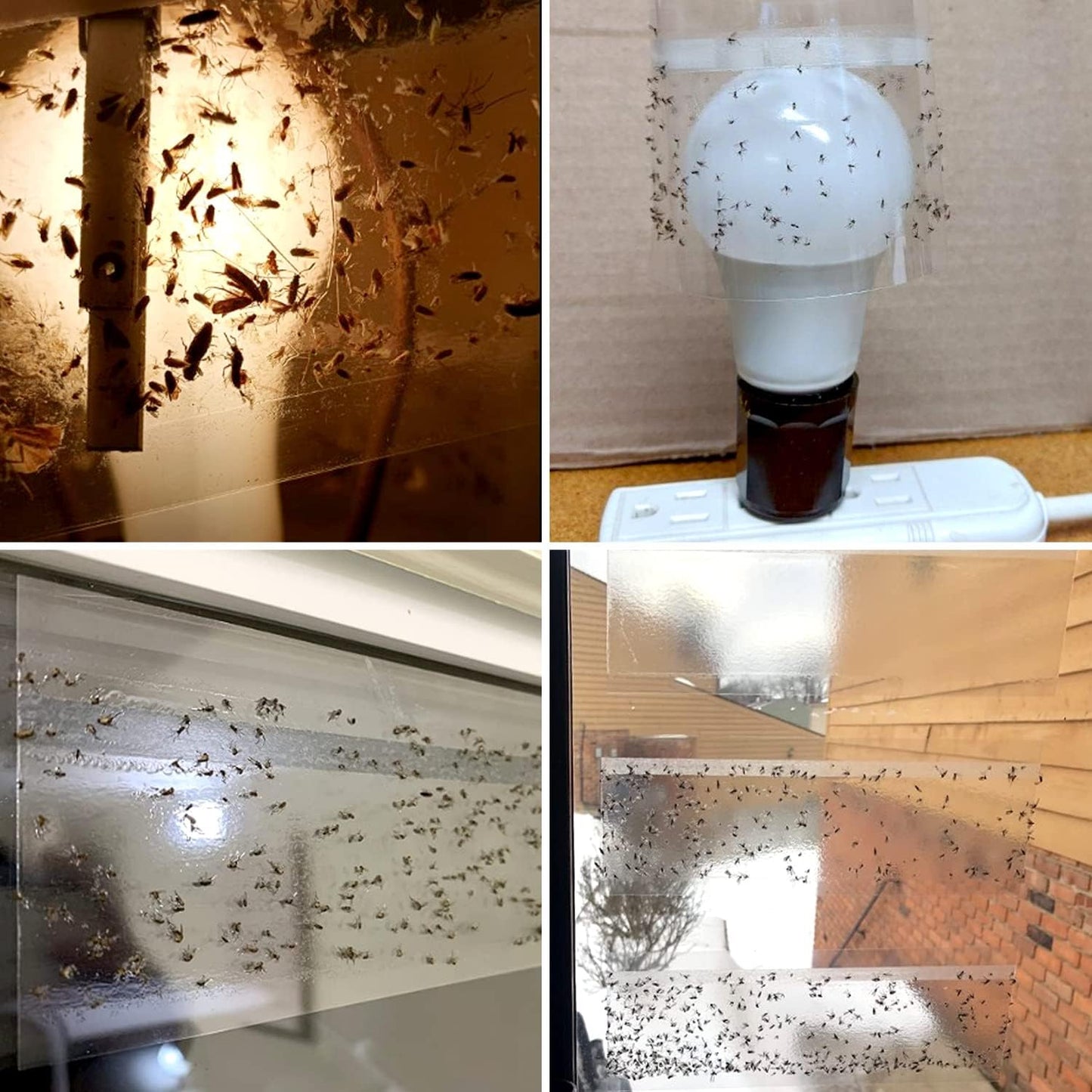 50 Pack Window Fly Trap, Fruit Fly Traps for Indoors, Fly Paper Sticky