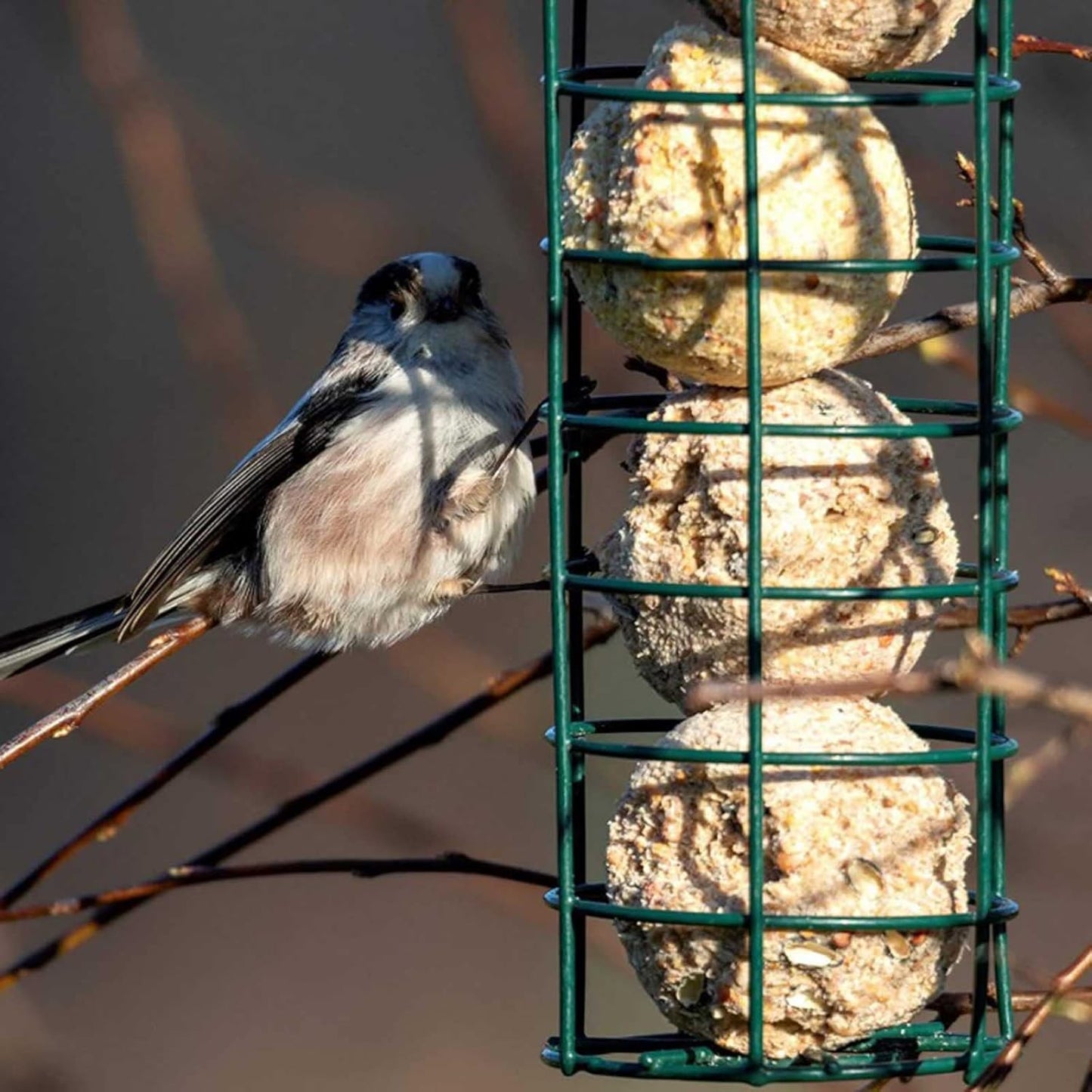 Outdoor Bird Tube Feeder Hanging Suet Holder Feeding Tool Easy to Fill Metal Bird Dispenser Fruit Feeders