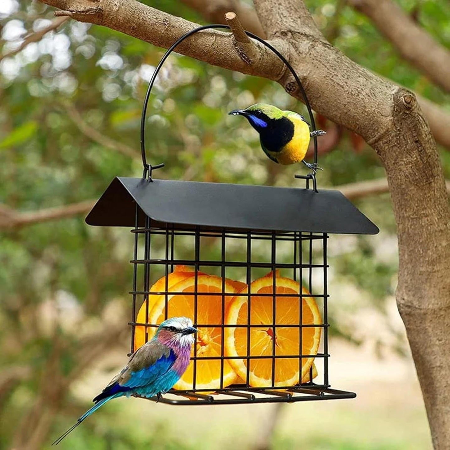Suet Feeder, Reusable Squirrel Proof Bird Feeding Station | Cage for Suet Cakes, Woodpeckers, Hummingbirds, Parrots, and All Wild Bird Species, Outdoor Garden Backyard Deck Feeder Accessory