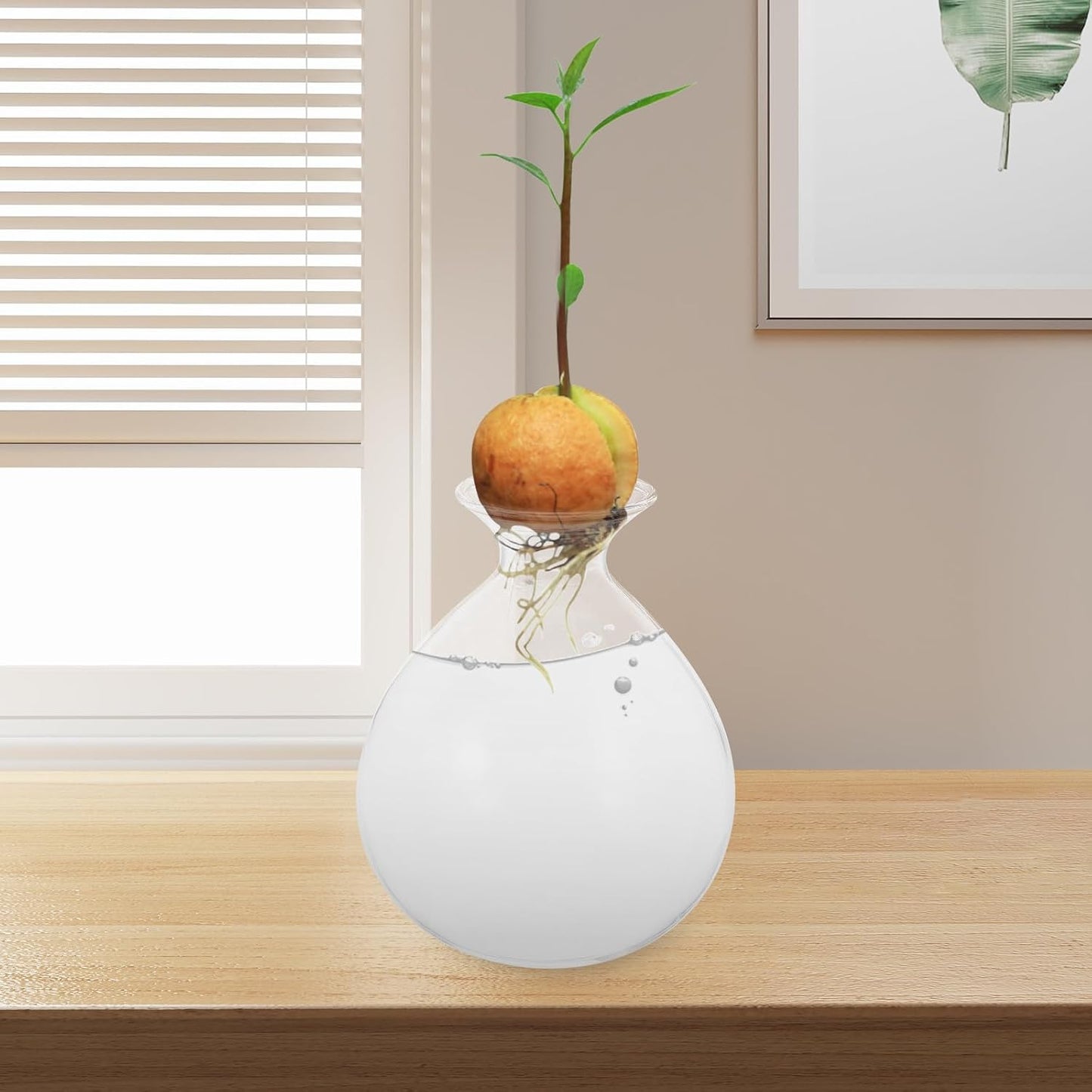 PRETYZOOM Avocado Seed Planter Glass Water Plant Vase Succulent Shape Hydroponic Flower Pot for Indoor Green Plant Propagation Home Décor