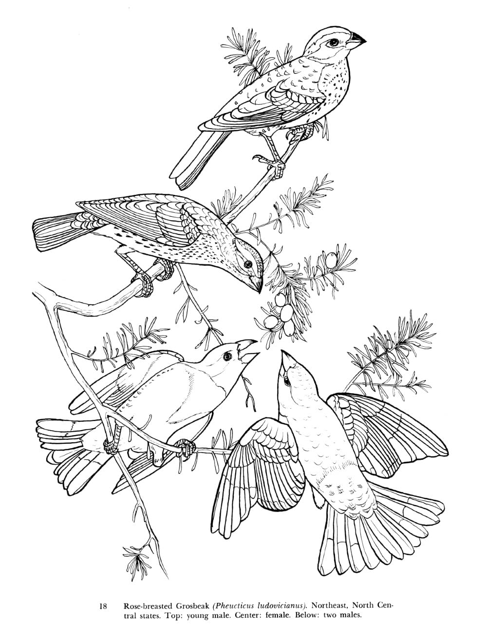 Audubon's Birds of America Coloring Book