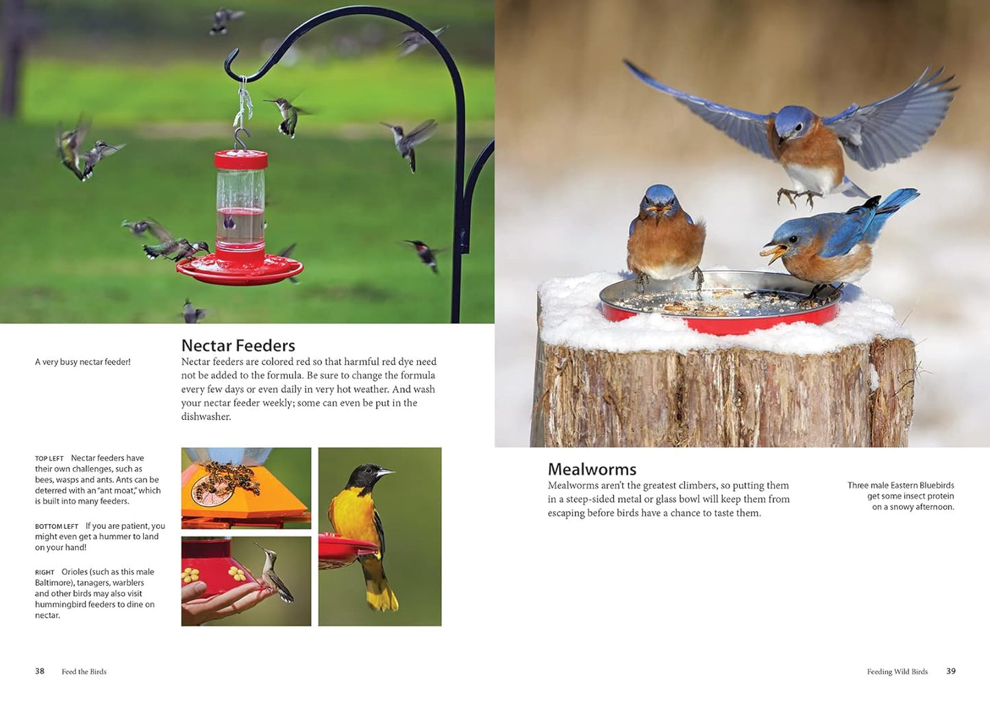 Feed the Birds: Attract and Identify 196 Common North American Birds