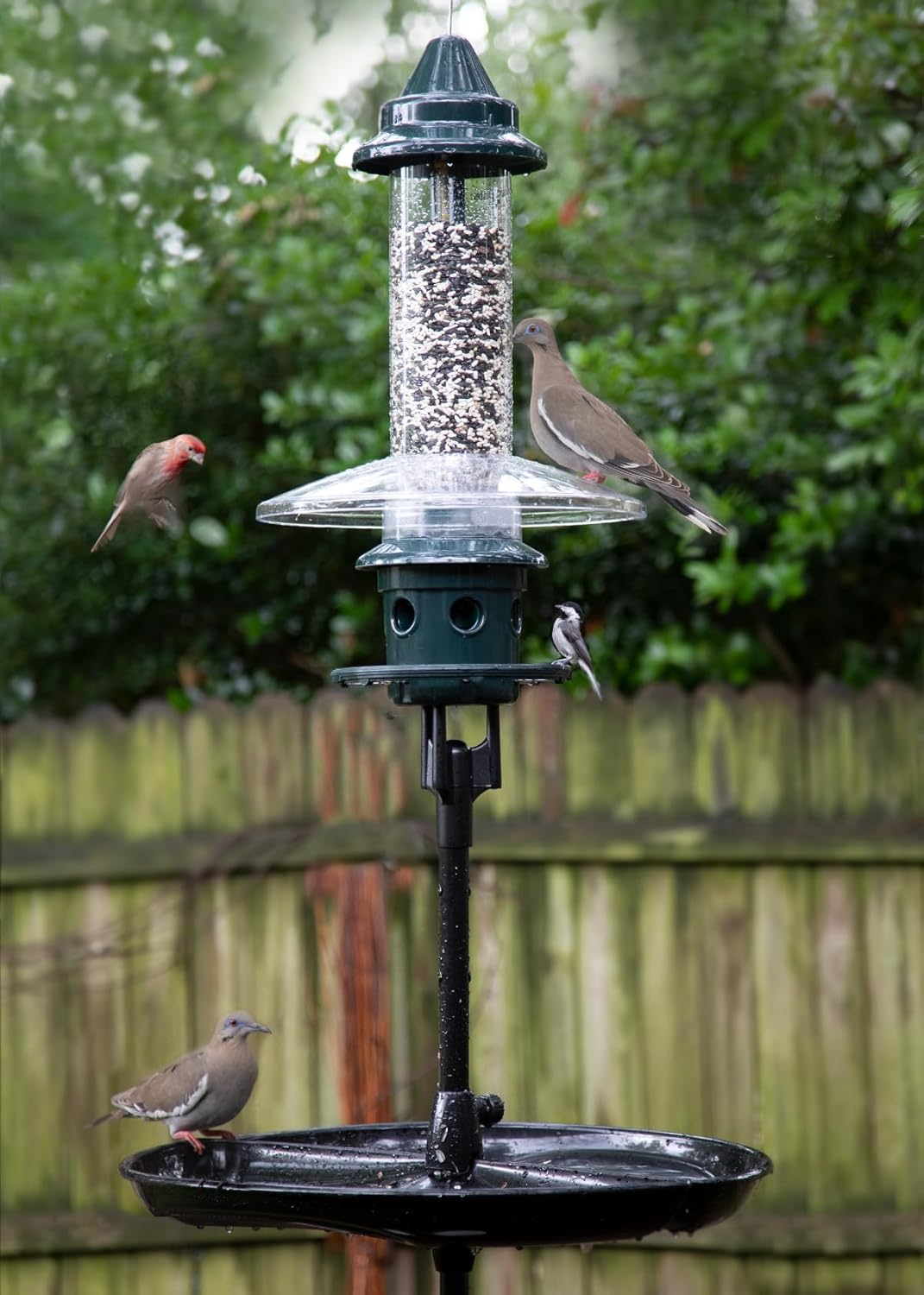 Squirrel Buster Plus Podium, Ultimate Squirrel-Proof Bird Feeding Station, Includes Plus Bird Feeder, Weather Guard, Pole Adaptor, BirdsUP Single Pole and Seed Catcher Tray