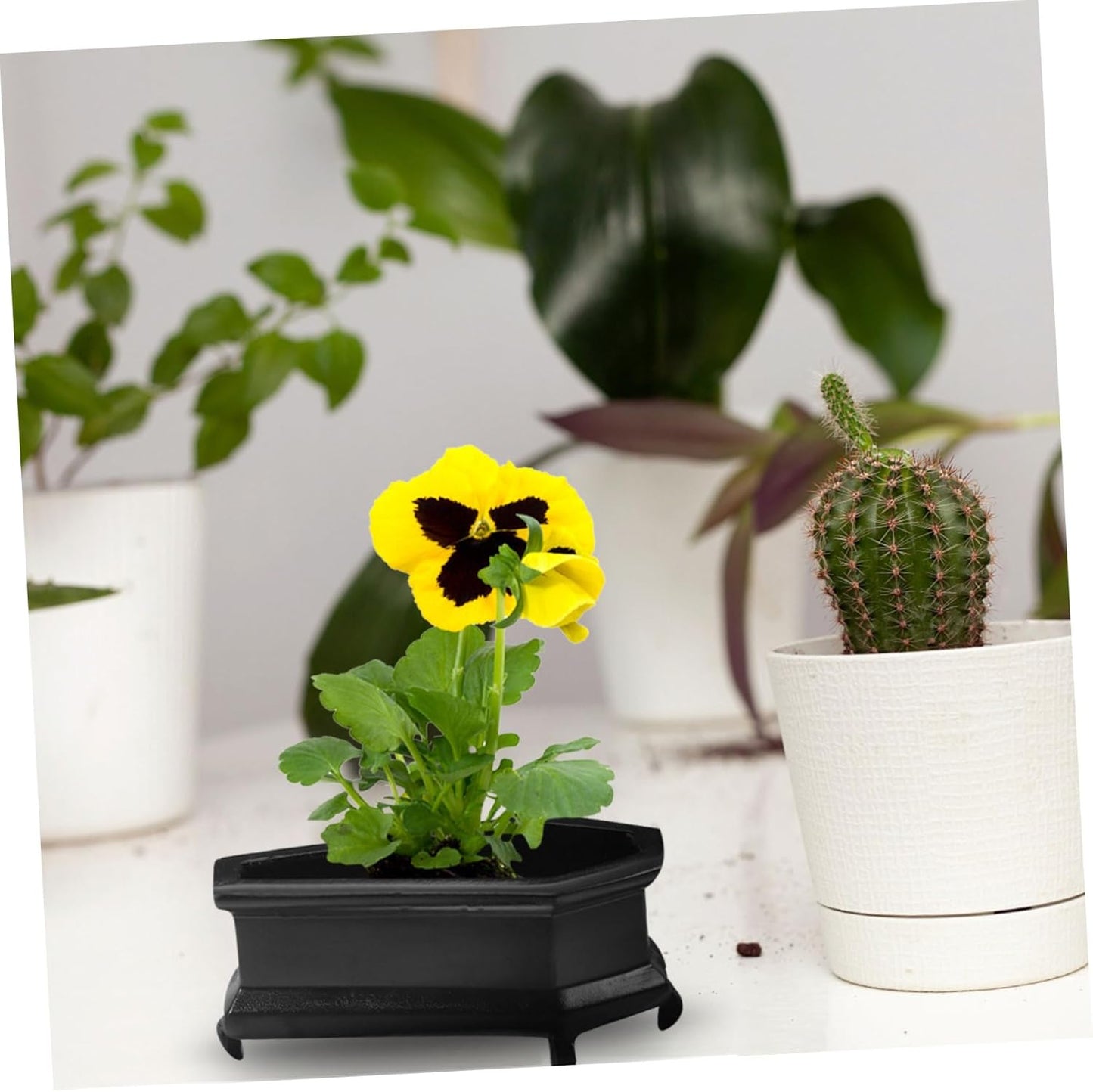 Coffin-Shaped Decorative Planter for Plants Vintage Flower Pot for Dec