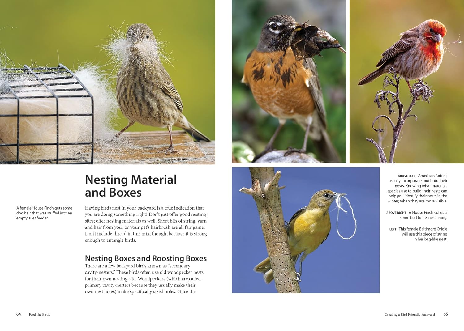 Feed the Birds: Attract and Identify 196 Common North American Birds