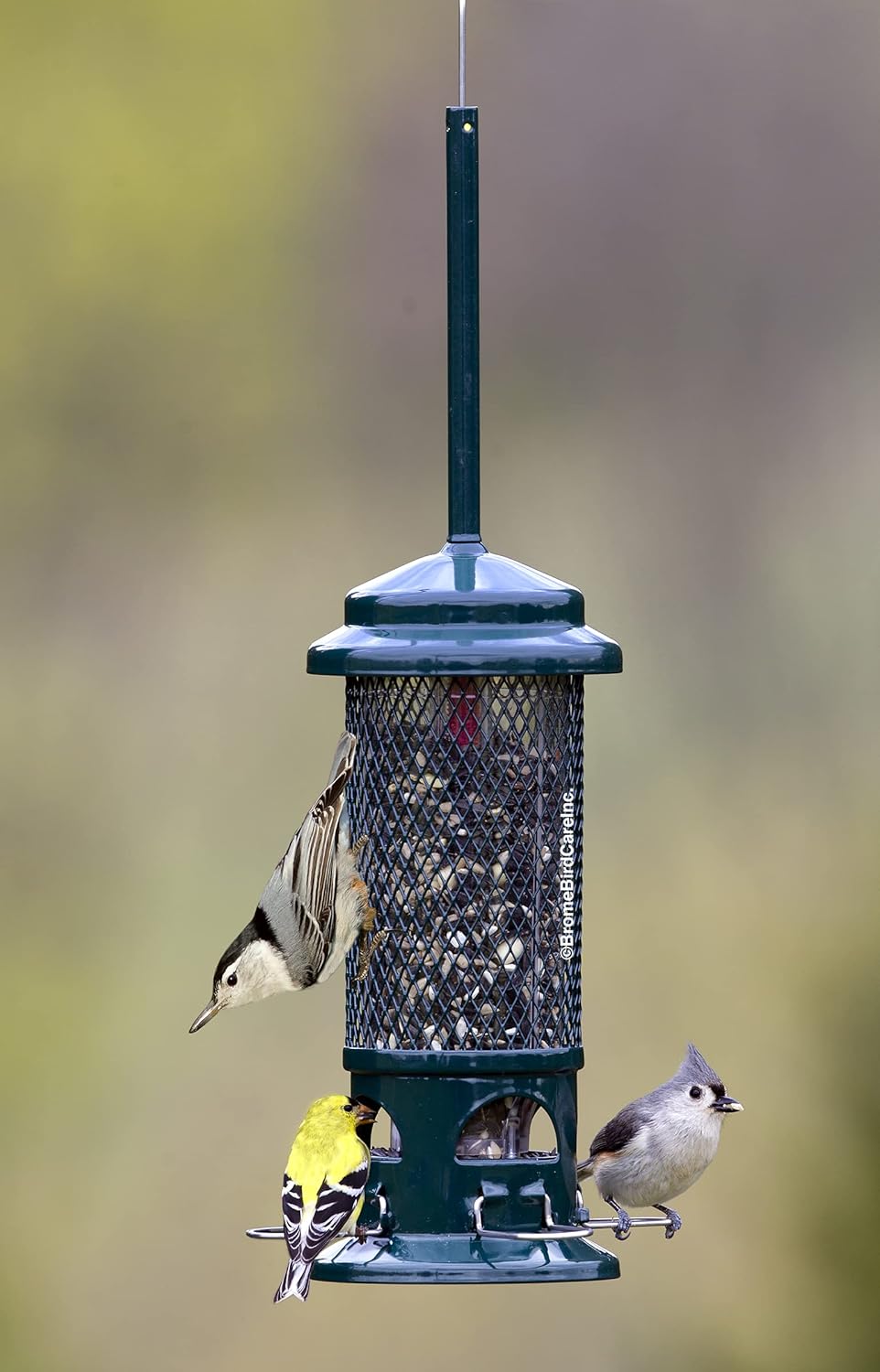 Squirrel Buster Suet Squirrel-Proof Suet Bird Feeder w/2 Suet Cake Tra