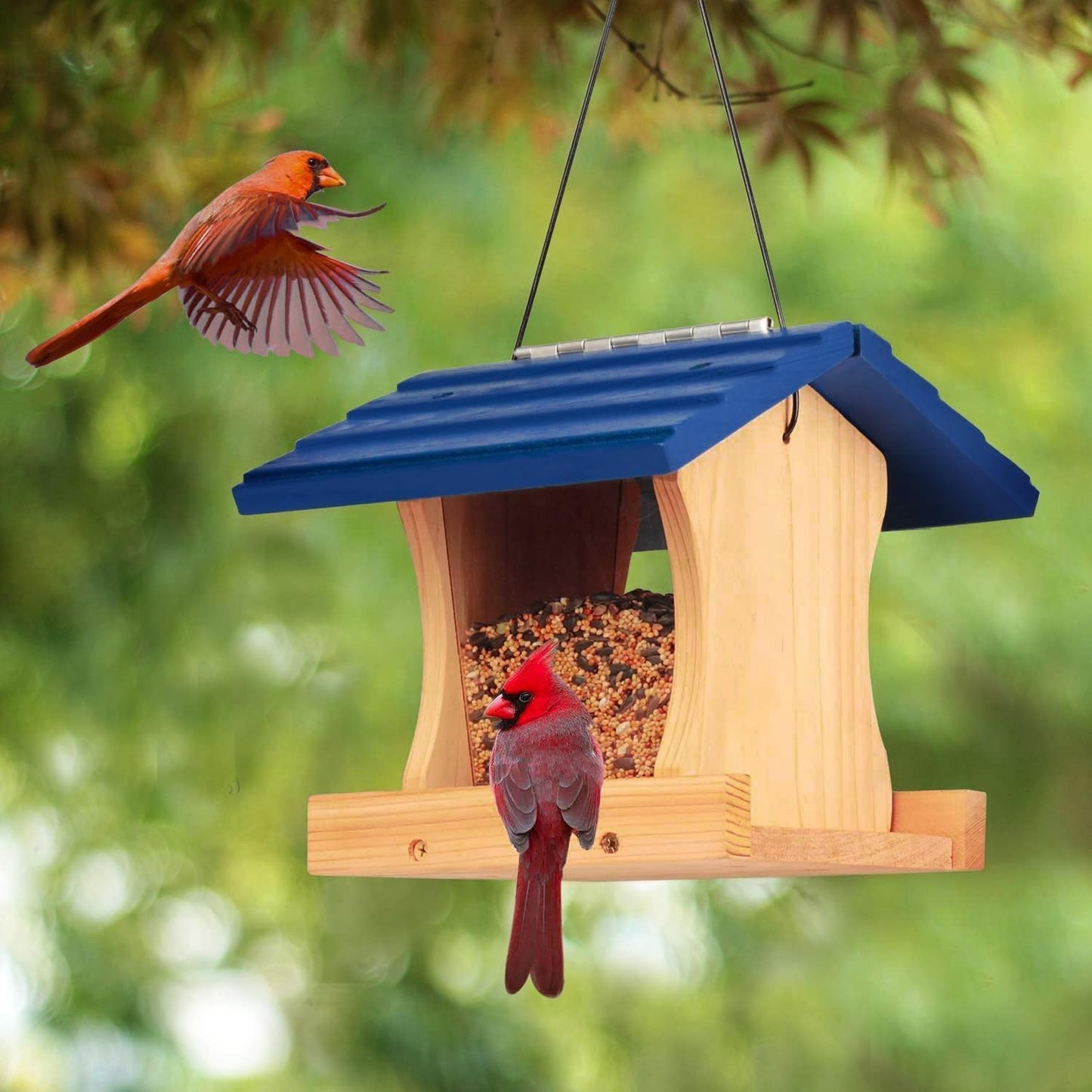 Ranch Hopper Bird Feeders for Outside Extra Thickness 13/16", Bird Fee